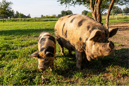 Bioprasátka: Dětenická prasátka