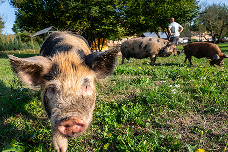 Bioprasátka: Dětenická prasátka