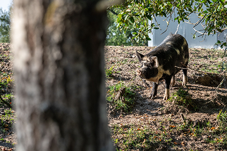 Bioprasátka: Dětenická prasátka