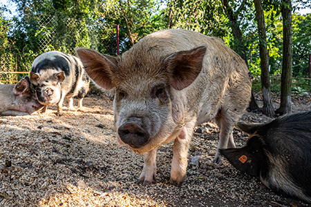Bioprasátka: Dětenická prasátka
