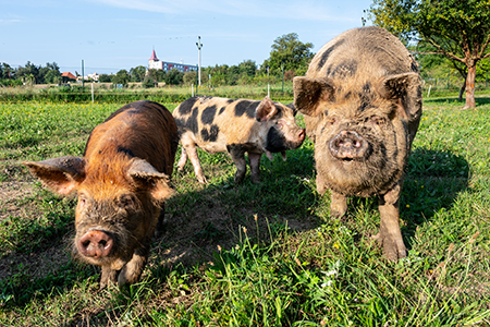 Bioprasátka: Dětenická prasátka