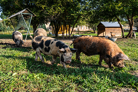 Bioprasátka: Dětenická prasátka